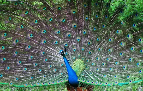 Picture bird, tail, peacock