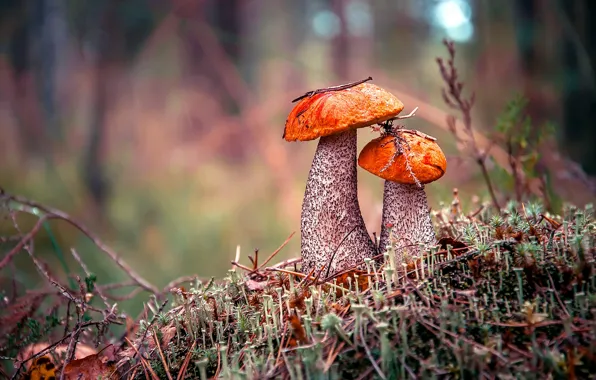 Autumn, forest, mushrooms, boletus