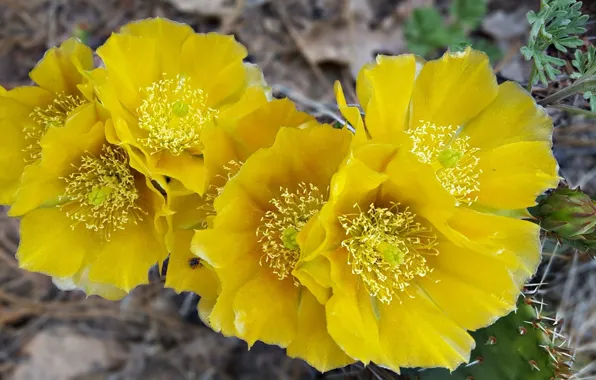 Flowers, nature, petals, cactus, barb, stamens, yellow flowers, flowering cactus