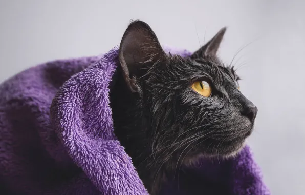 Cat, cat, look, wet, pose, grey, background, portrait