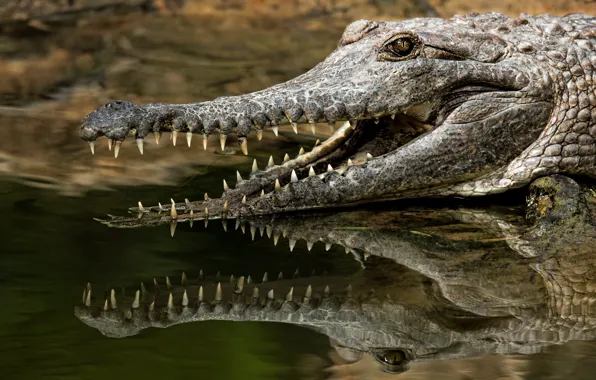 Picture face, reflection, shore, teeth, crocodile, mouth, pond, Caiman