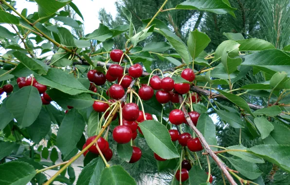 Summer, cherry, June