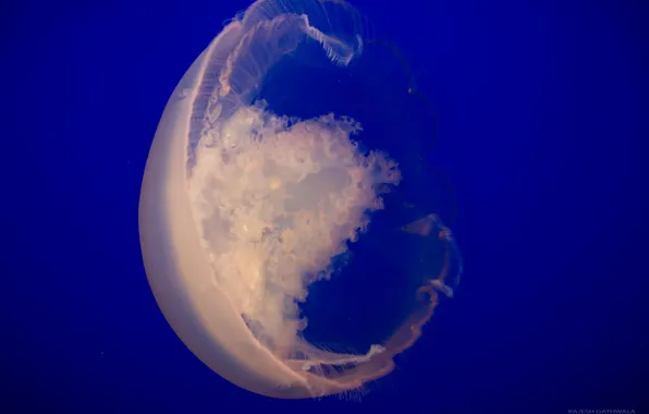 The ocean, Medusa, underwater world