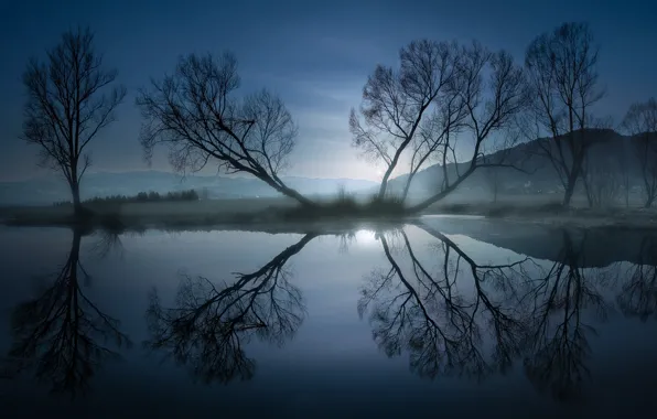 Picture trees, night, moonlight