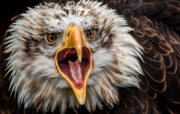 Picture eagle, predator, beak