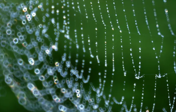 Drops, green, web