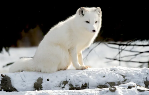 Picture winter, white, snow, nature, black background, Fox