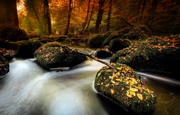 Autumn, forest, river