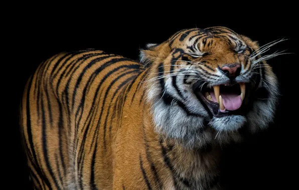 Picture language, tiger, smile, fangs, black background