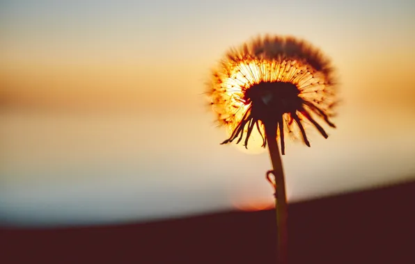 Sunset, The sun, Dandelion, Flower, Plant, Dawn, Flower, Flora