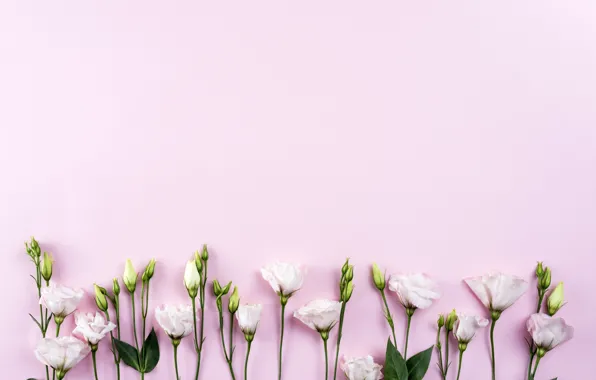 Flowers, white, white, pink background, chrysanthemum, flowers, beautiful, romantic