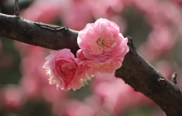 Flowers, spring, Sakura, flowering
