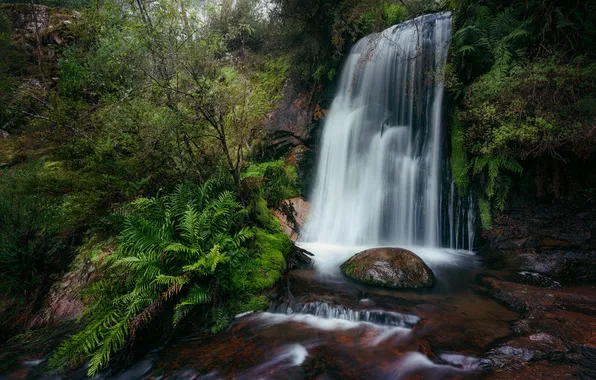 Forest, branches, tropics, stones, shore, waterfall, fern