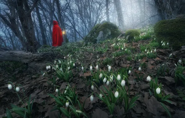 Forest, nature, fog, spring, morning, snowdrops, primroses, Anna Politova