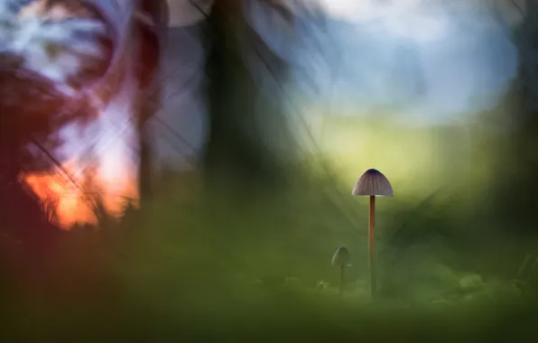 Autumn, nature, mushrooms