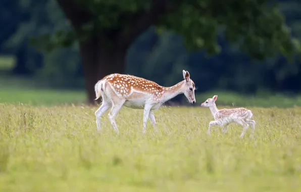 Picture grass, nature, England, DOE, Suffolk