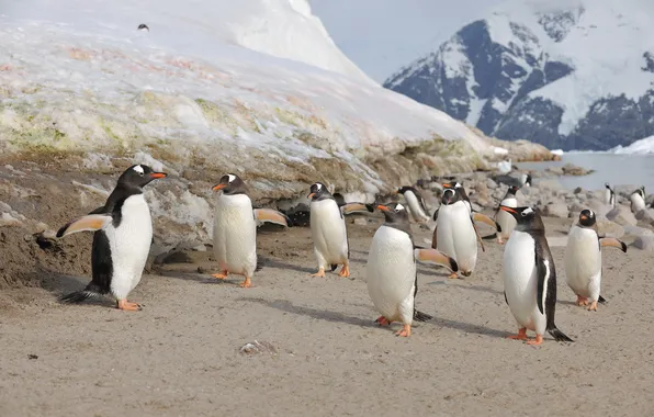 Picture birds, penguins, Antarctica