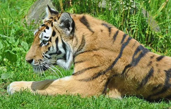 Picture grass, tiger, stay, predator