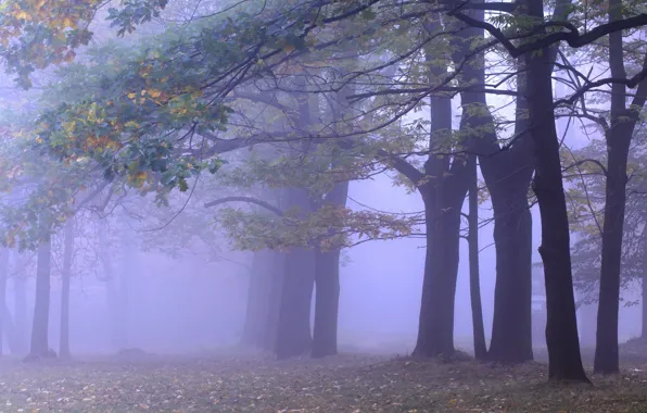 Picture autumn, forest, trees, branches, fog, Park, branch, foliage
