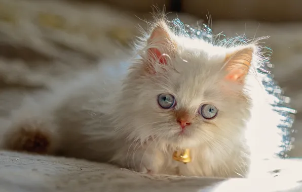 Blue eyes, cat, Persian color-point, Himalayan cat