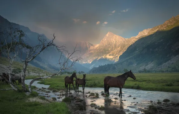 Picture grass, mountains, stream, tree, horses, valley, horse, haze