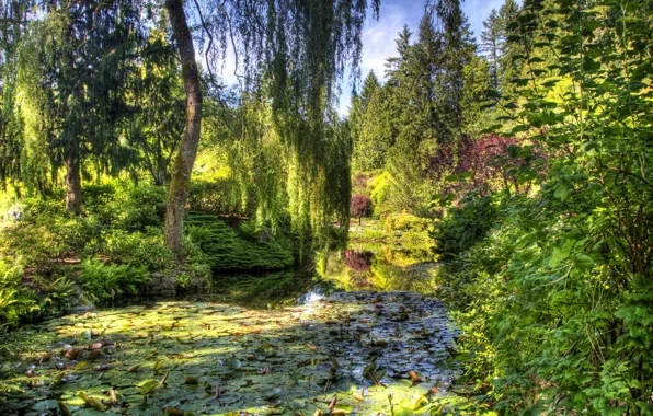 Picture greens, trees, pond, garden, Canada, the bushes, Victoria, Butchart Gardens