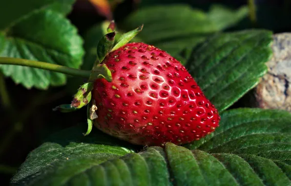 Picture leaf, strawberry, Jorge Lujan