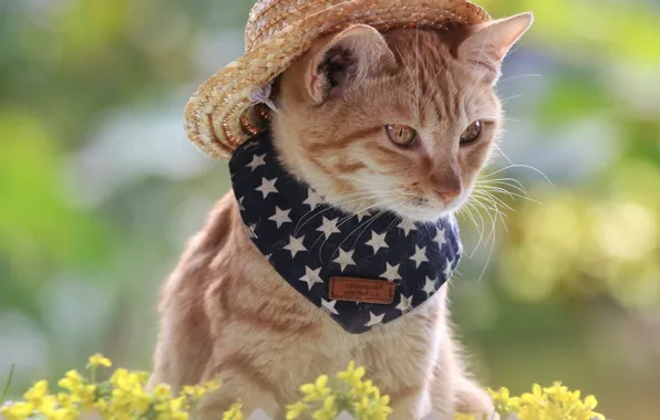 Cat, cat, look, flowers, pose, kitty, portrait, spring