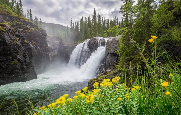 Forest, clouds, trees, flowers, mountains, river, stones, rocks