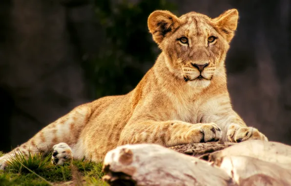 Face, cats, nature, stone, portrait, Leo, lies, wild cats
