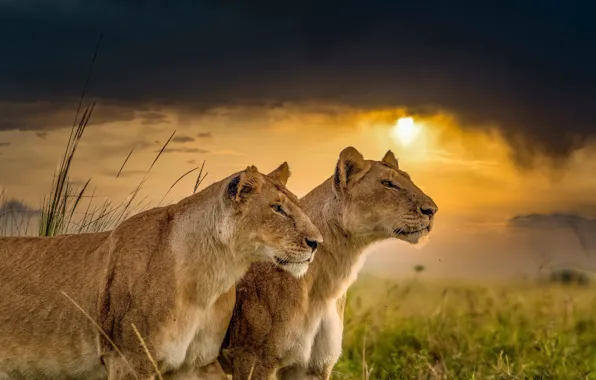 Sunset, wild cats, lions, a couple, lioness