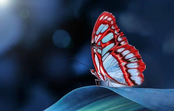 Macro, butterfly, leaf, insect, blue background