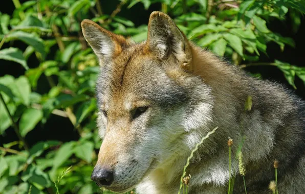 Picture nature, snow, predator, face, animal, wolf, wildlife, portrait