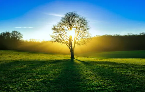 Field, forest, summer, the sun, light, tree