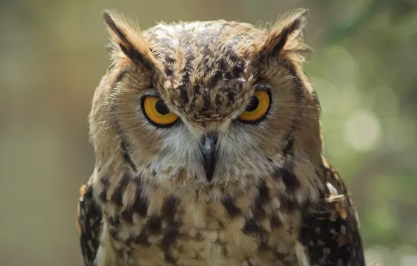 Look, owl, bird, harsh