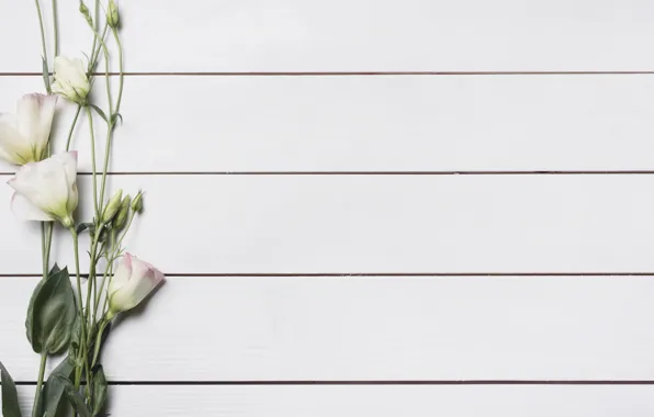 White, flowers, background, Beautiful, flower, wood, eustoma, eustoma