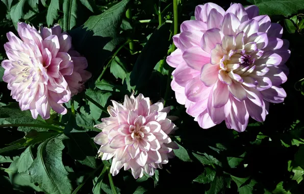 Picture summer, flowers, pink, dahlias