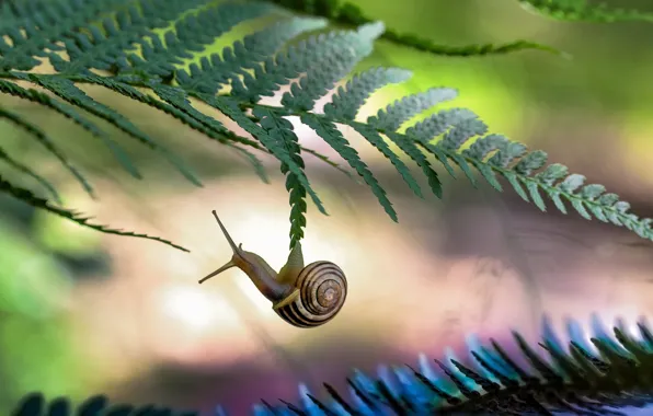 Macro, foliage, snail