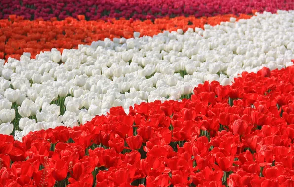 Field, flowers, spring, tulips