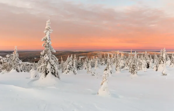 Winter, forest, sunset