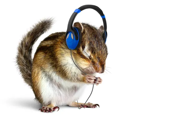 Picture music, animal, headphones, white background, animal