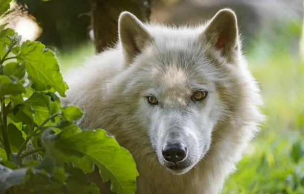 Picture look, face, wolf, Arctic wolf