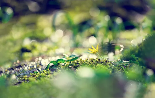 Macro, flowers, nature