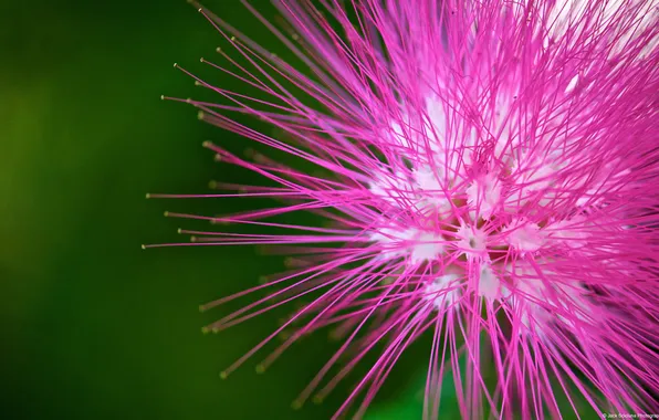 Picture flower, macro, Pink flower