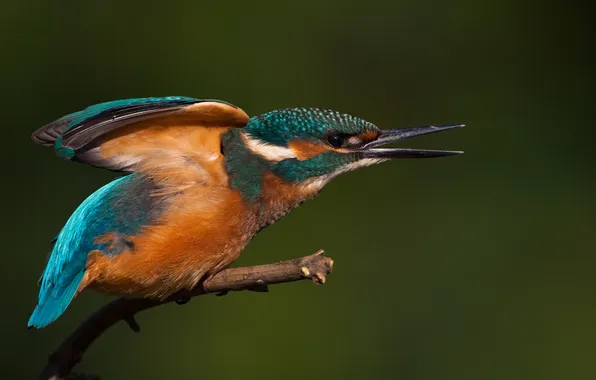 Picture bird, branch, tail, Kingfisher