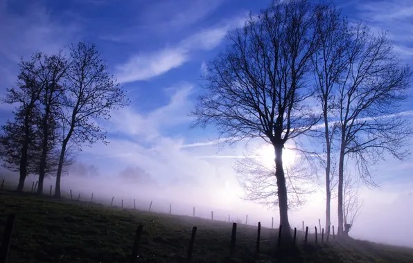 The sky, trees, fog, morning
