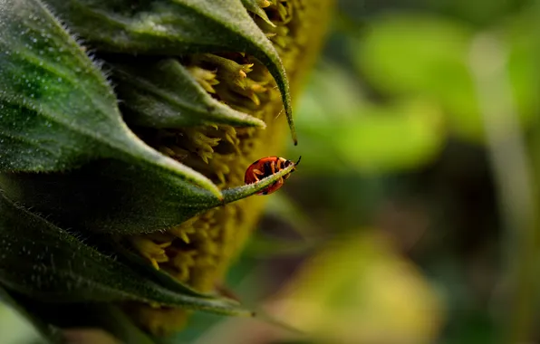 Leaves, ladybug, insect, yvetot