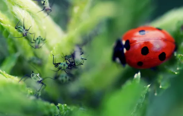 Macro, leaf, ladybug, ant