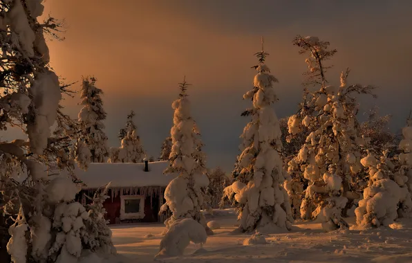 Winter, snow, trees, tree, house