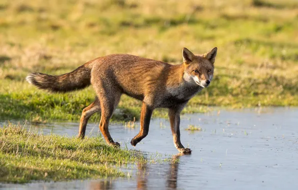 Water, nature, Fox, weed, ginger